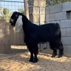 تيس عارضي
