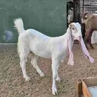 معزا فواخر فواخر هولندي وسوريه 5