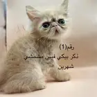 كتن   بيكي فيس   شيرازي   هاف بكي