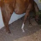 خيل
