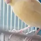 ذكر كناري تغريد