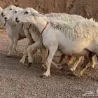 حريات صنف منوة ألقاني (تم البيع)