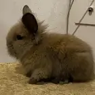 ارنب انقورا صغير للبيع اليف