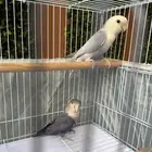 جوز طيور روز الصحة ممتازة