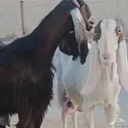 عنزين حليب وافر 5 لتر يوميا