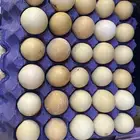 بيض دجاج لهومان