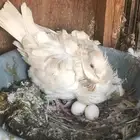 انثى كشكش ليمون منتجه