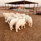 جذعات حريات فاخرة