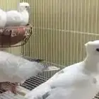 مطلوب حمام ياكريم ذكر بس ميكون غالي