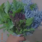 فل الرياض