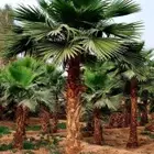 نخل واشنطني وشنطن واشنطونيا زينه للبيع