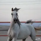 فرس واهو مكس (مبيوعه)