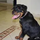 جرو ذكر روتوايلر للبيع