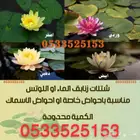 شتلات زنابق الماء او وردة اللوتس