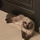 قط للتبي