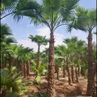 نخل واشنطني امريكي درجة اولا