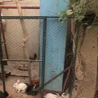 أرانب للبيع