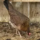 دجاج عربي مكاحيل العدد (2)