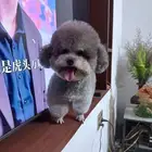 سلفر توي بووودل