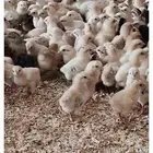 صيصان بلدى