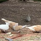 حمام. قمري هولندي