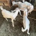 تيوس