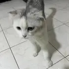 قط سكوتش فولد للتبني