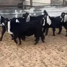 للبيع جفرات عواض خصم
