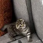 سكوتش دبل فولد مميز جدا ماشاءالله لون نادر مطعم