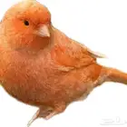 مطلوب ذكر كناري جاهز ريد فكتور او موزاييك شرط تغريد