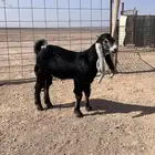 تيس عارضي مشروع فحل
