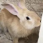 ارنب للبيع سليم من الامراض