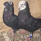 حمام