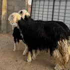 للبيع شياه نجد(((تم البيع تم البيع )))