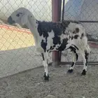 شاه دافع