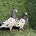 زوج رام بعياله