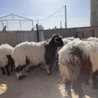 للبيع بهم نعيم خرفان جذعان طيب جملة وتفريد