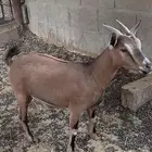 ماعز قزم مع فحل
