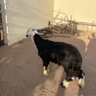 خروف نجدي طيب مشروع فحل