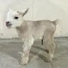 ماعز قزم ( ذكر )