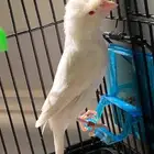 جوز كناري وايت ستنايت