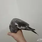 أنثى كروان تم البيع