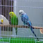 للبيع زوج بادجي