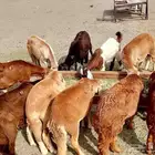 السلام عليكم الرحمه وبركاته افلح من ذكر الله