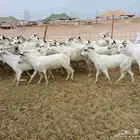 معزه بشبه العدد 91
