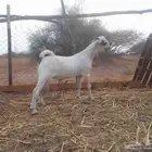 تيس بيشي فاخر