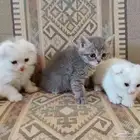 قطط كيتن سكوتش