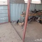 دجاج تركي فيومي