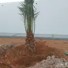 يوجد الدينا جميع انواع النخيل العربي ووشنطن