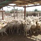 رخال رفيديات مرابي العد 105 العمر من 6شهر الى 8اشهر